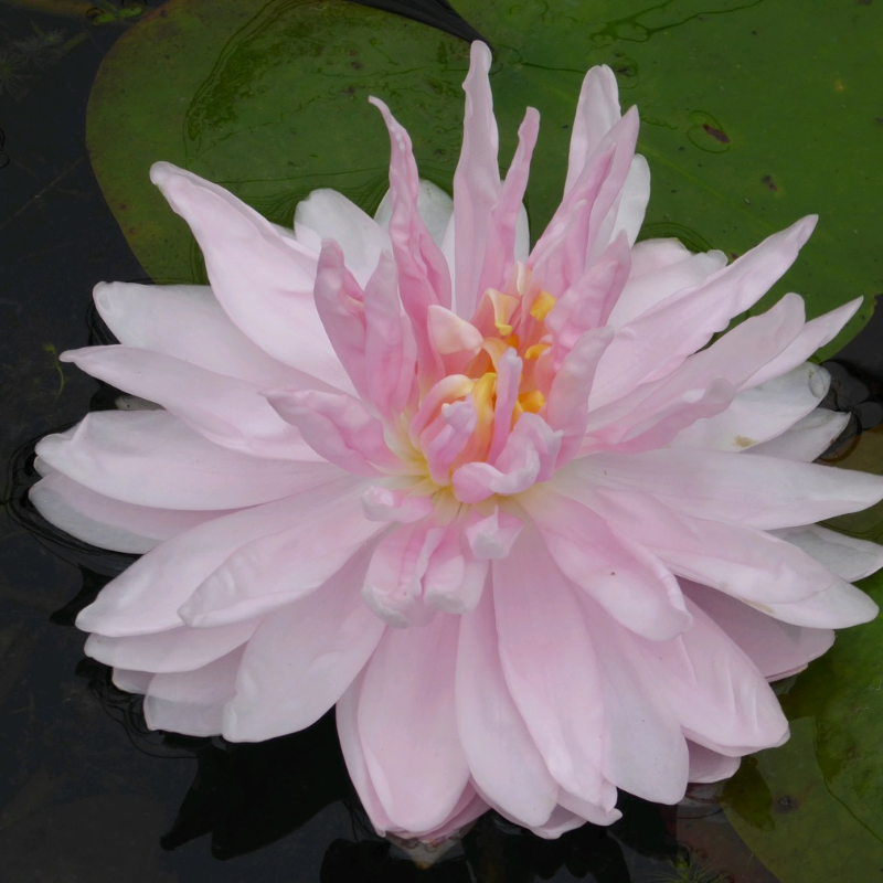 Nymphaea Gloire Temple Sur Lot Water Lily