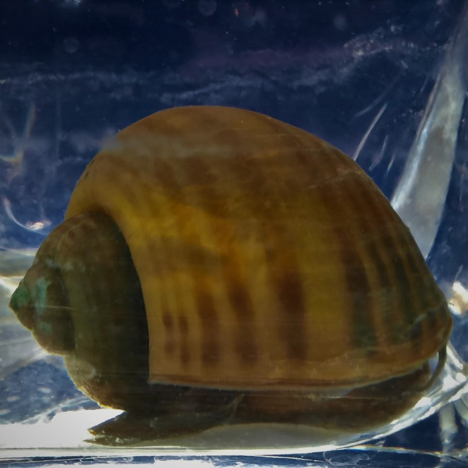 Apple Snail Pomecea Mystery Snails