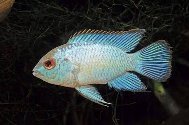 Electric Blue Acara