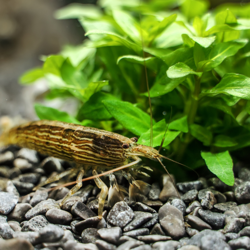 Bamboo Shrimp