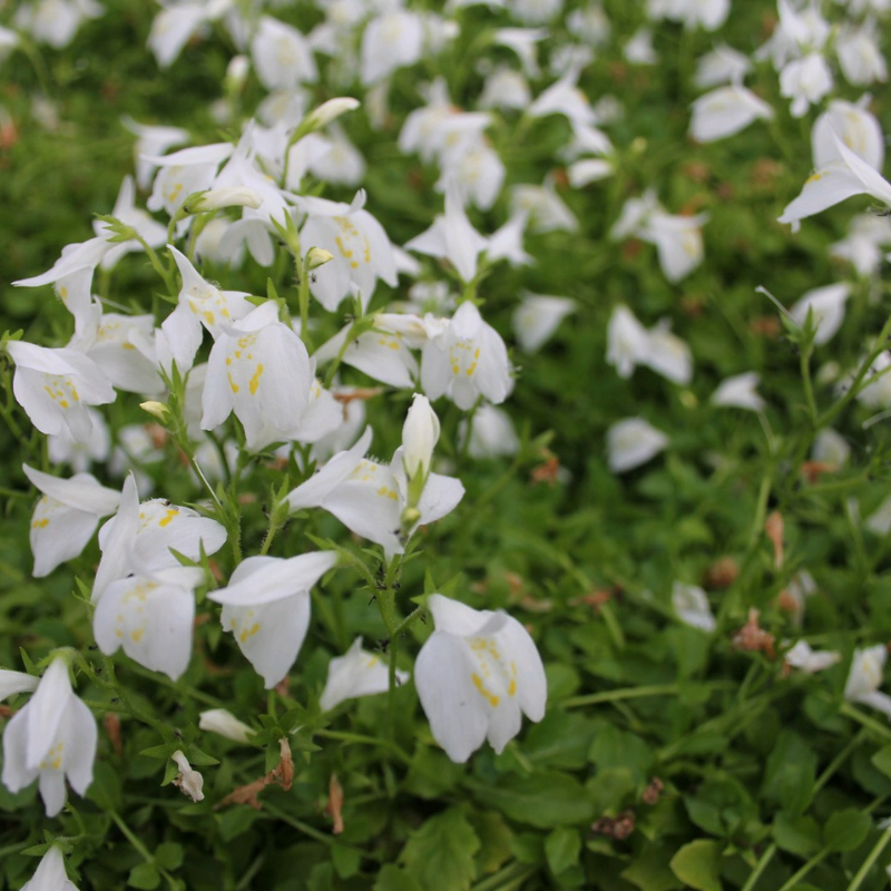 Mazus Reptans Alba White Chinese Marshflower