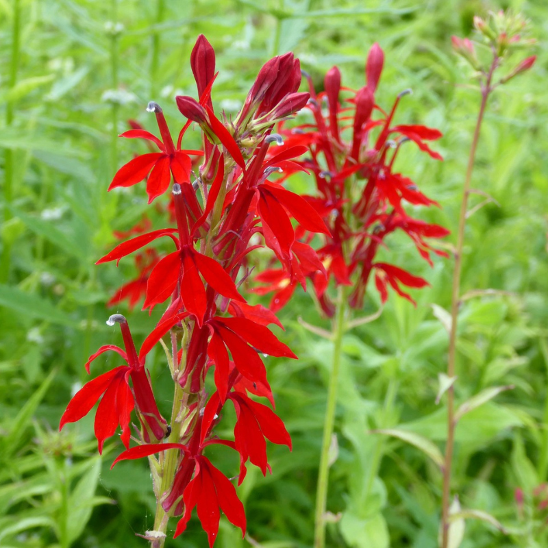 Lobelia Cardinalis Cardinal Flower