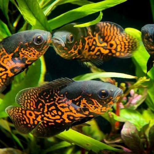 Tiger Oscar Cichlid