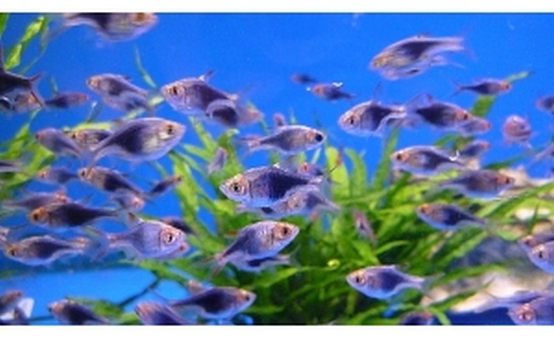 Purple Harlequin Rasbora