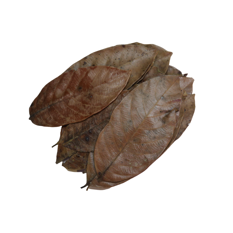 Natural Jackfruit Leaves x20