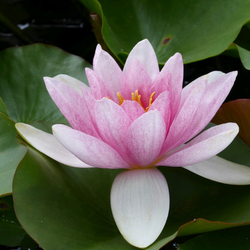 Nymphaea Mrs Richmond 3Ltr