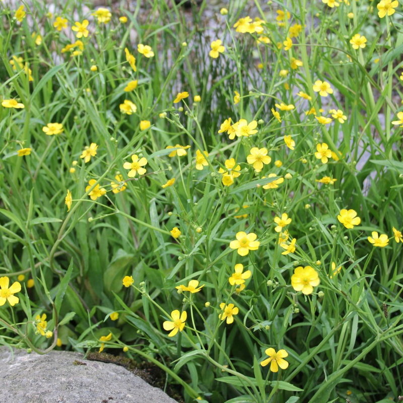 Ranunculus Flammula Lesser Spearwort