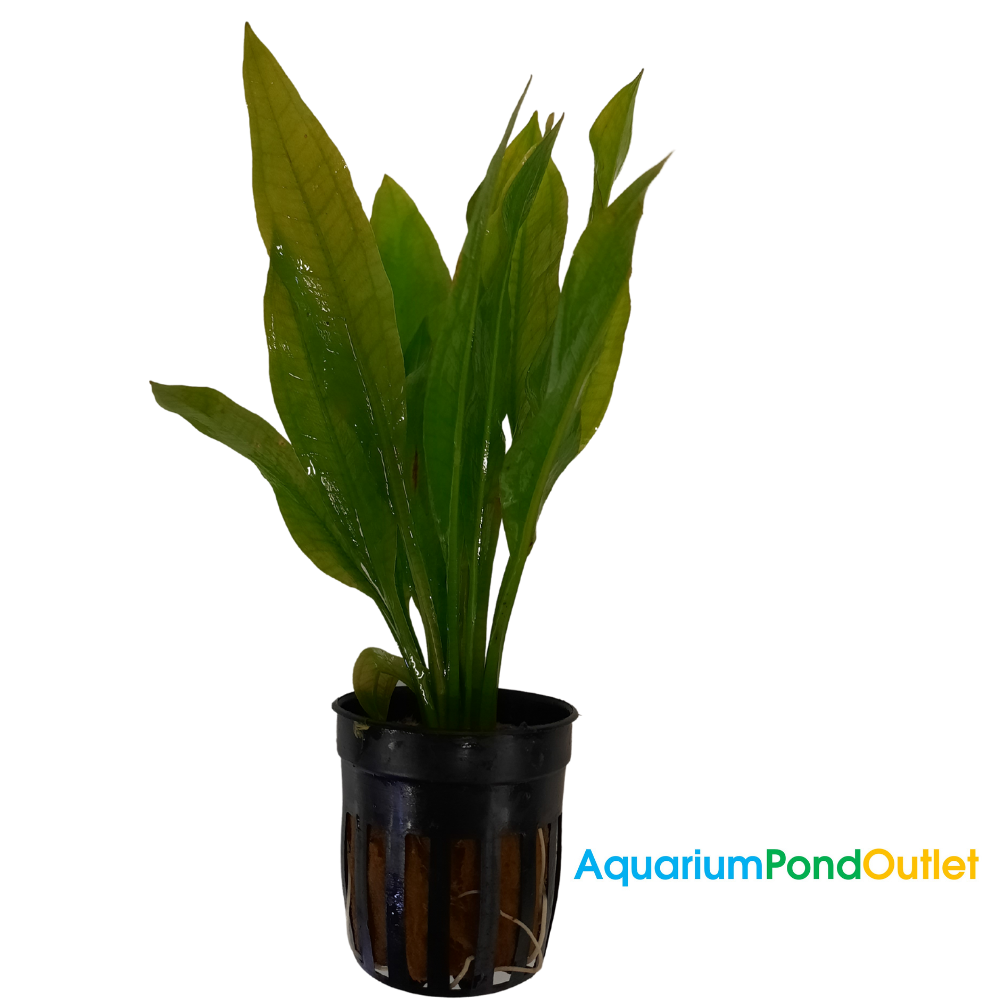 Amazon Sword Echinodorus Paniculatus Live Plant Potted