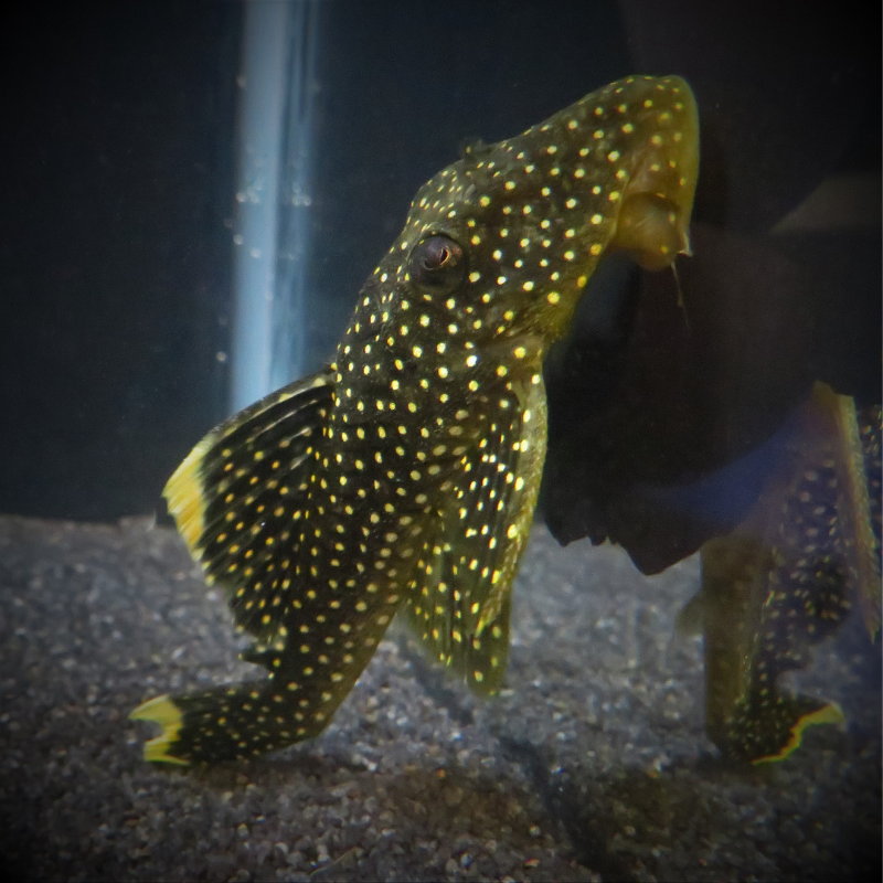 L081 Queen Gold Nugget Pleco