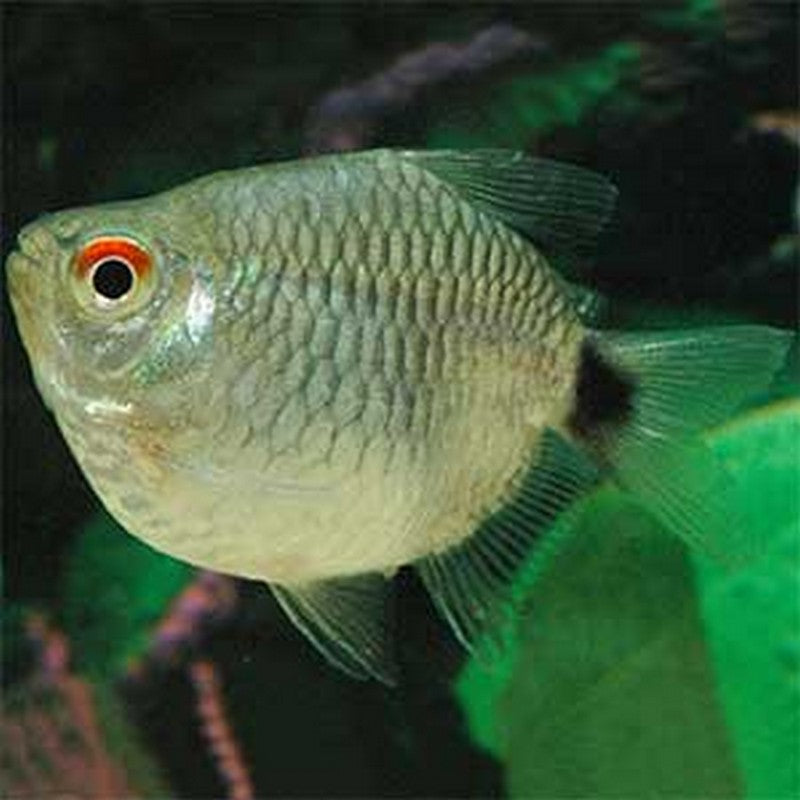 Balloon Red Eye Tetra