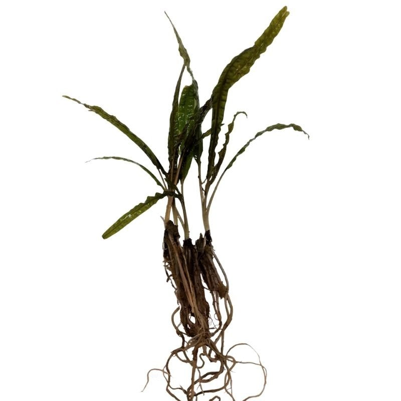 Cryptocoryne Balansae Live Plant Bunched