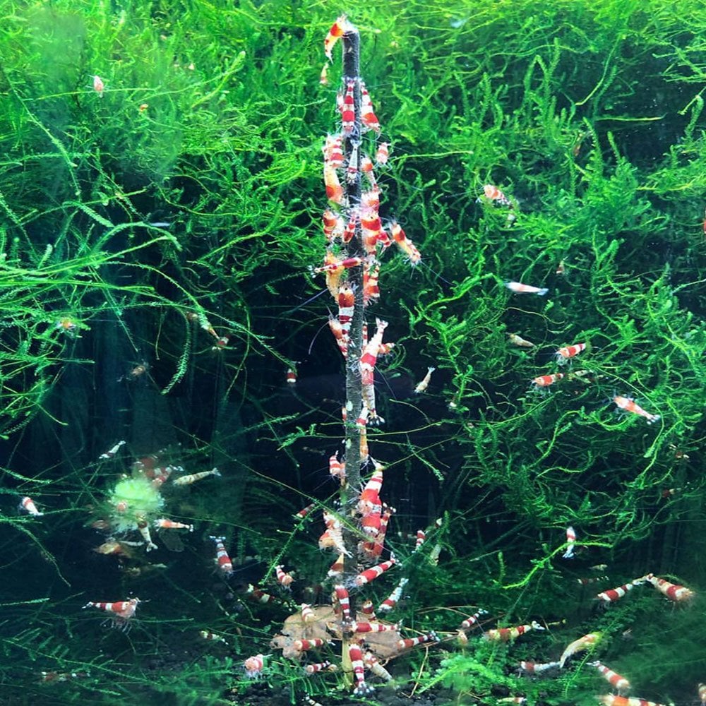 Ceramic Nature Shrimps Forever Shrimp Sticks Lollipops Spinach (10pk)