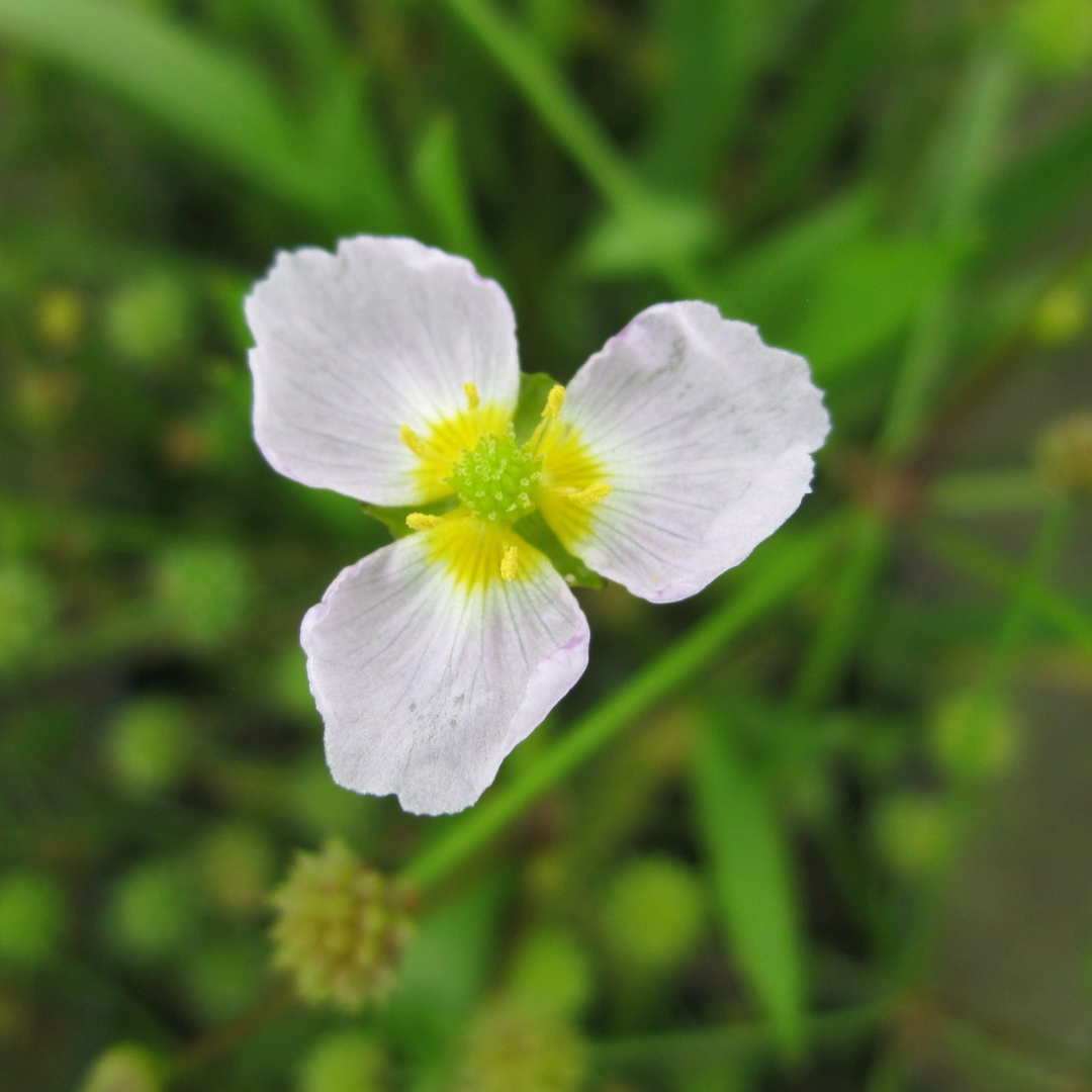 Baldellia Ranunculoides Lesser Water Plantain