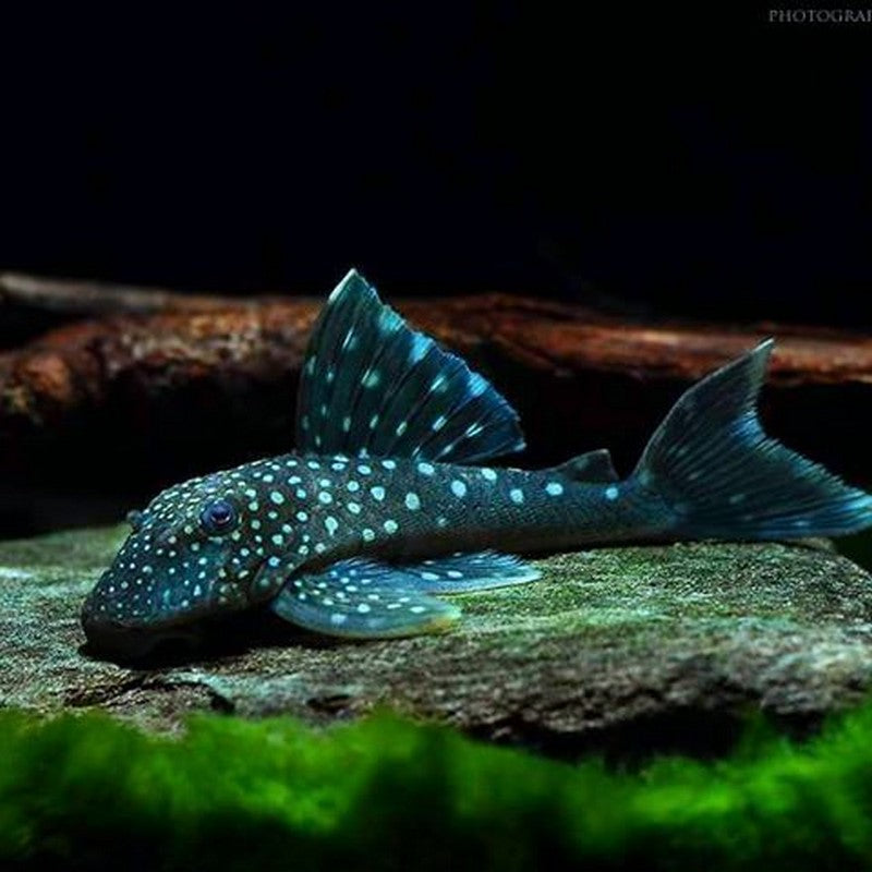 Blue Phantom Pleco L128
