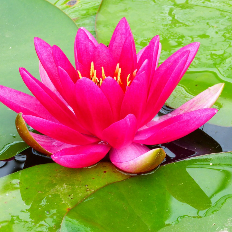 Nymphaea James Brydon