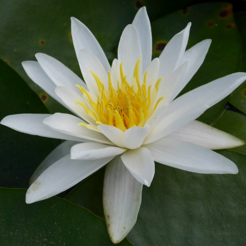 Nymphaea Alba White Lily Waterlily