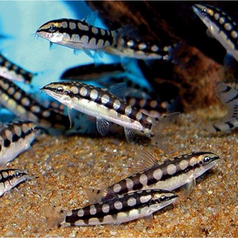 Dwarf Chain Loach