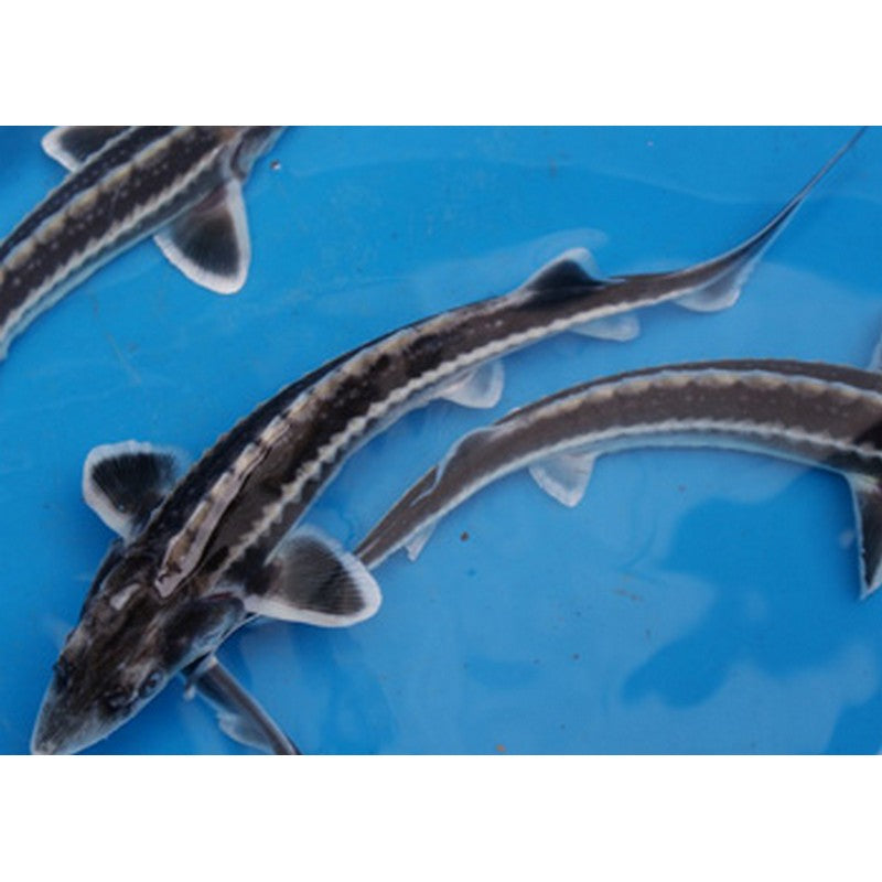 Diamond Back Russian Sturgeon