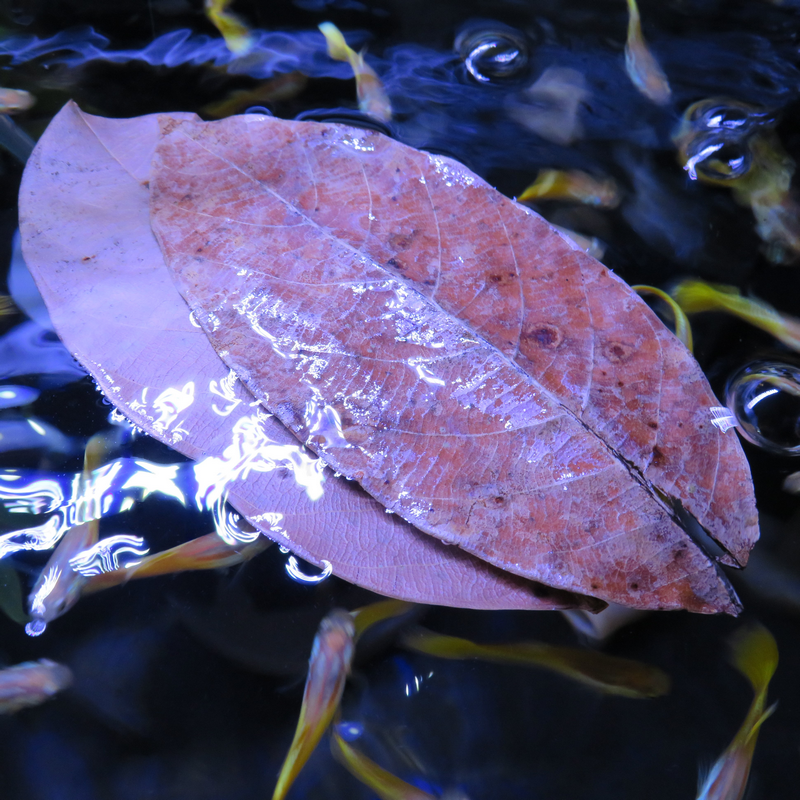 Natural Jackfruit Leaves x20