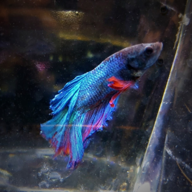 Male Betta Siamese Fighter Fish (#12)