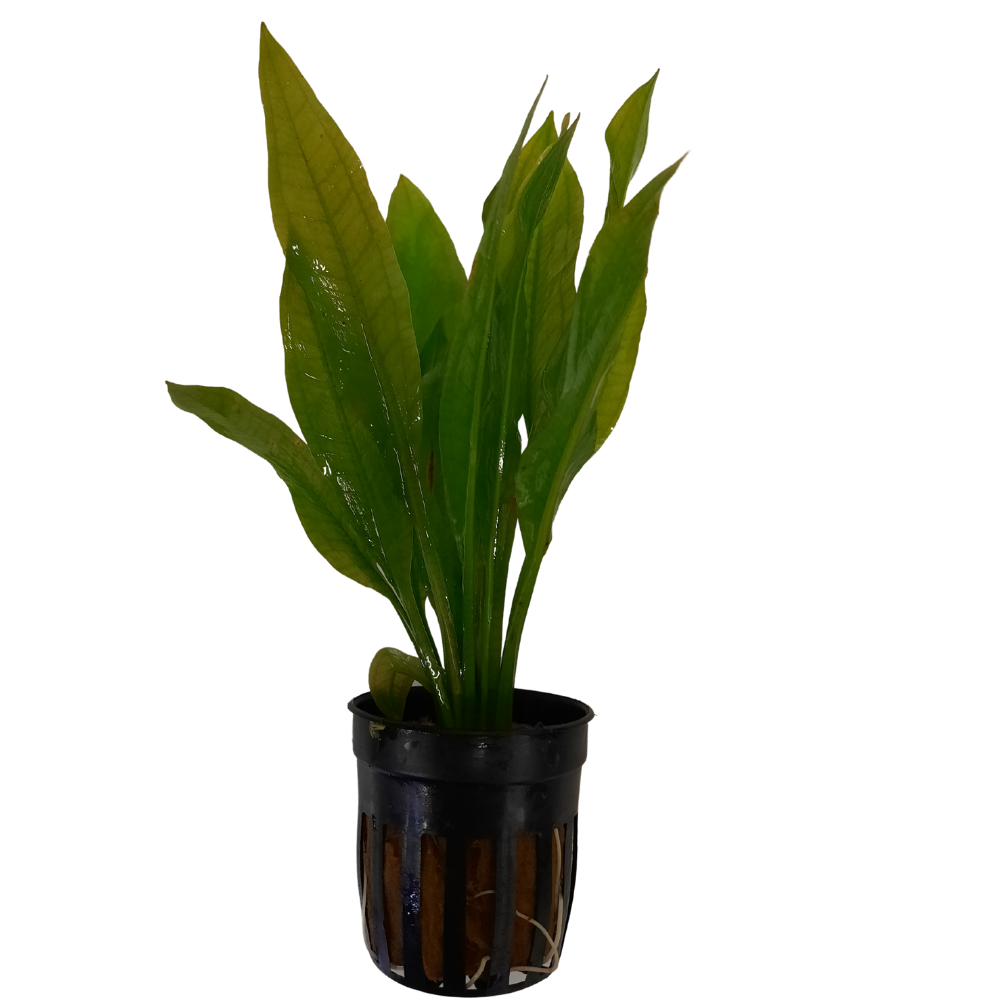 Amazon Sword Echinodorus Paniculatus Live Plant Potted