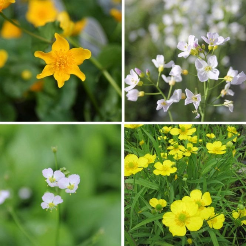 Wildlife Pond Plant Collection Bundle