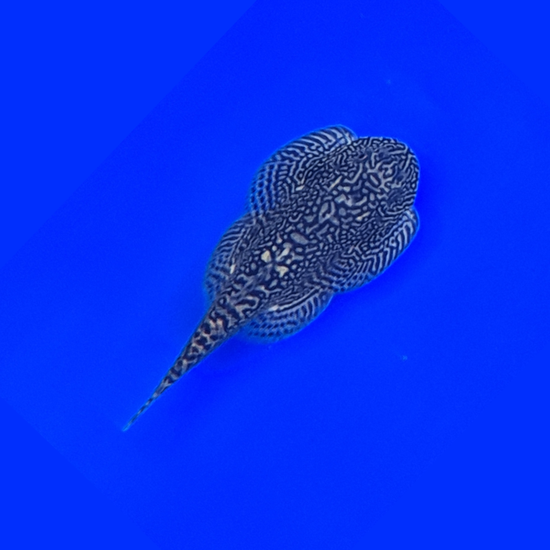 Butterfly Hillstream Loach