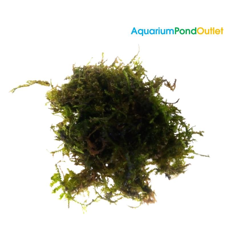 Vesicularia Montagnei 'Christmas' Moss