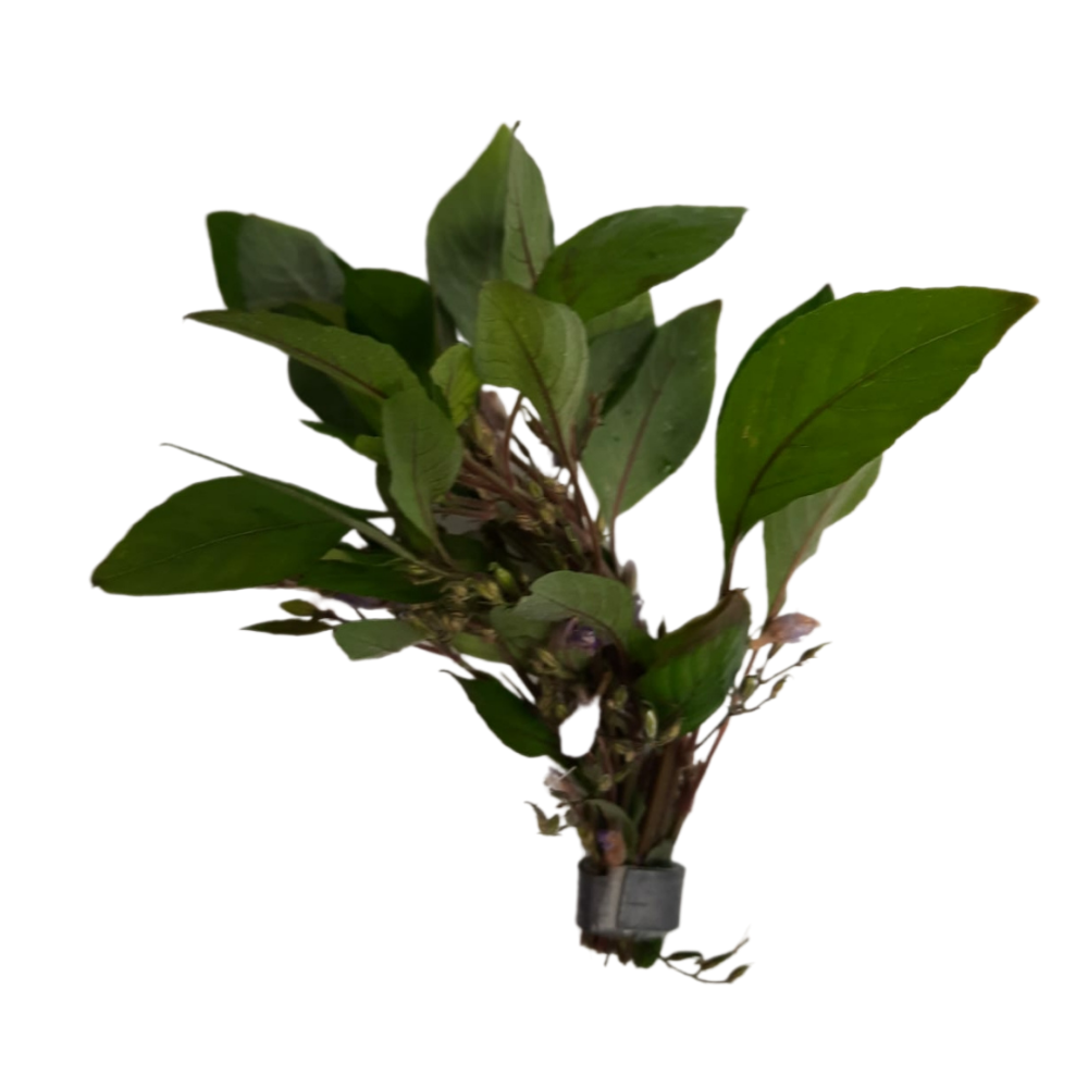 Hygrophila Corymbosa Live Plant Bunched