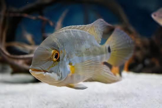 True Parrot Cichlid Hoplarchus Psittatus 10cm - Real Aquatics