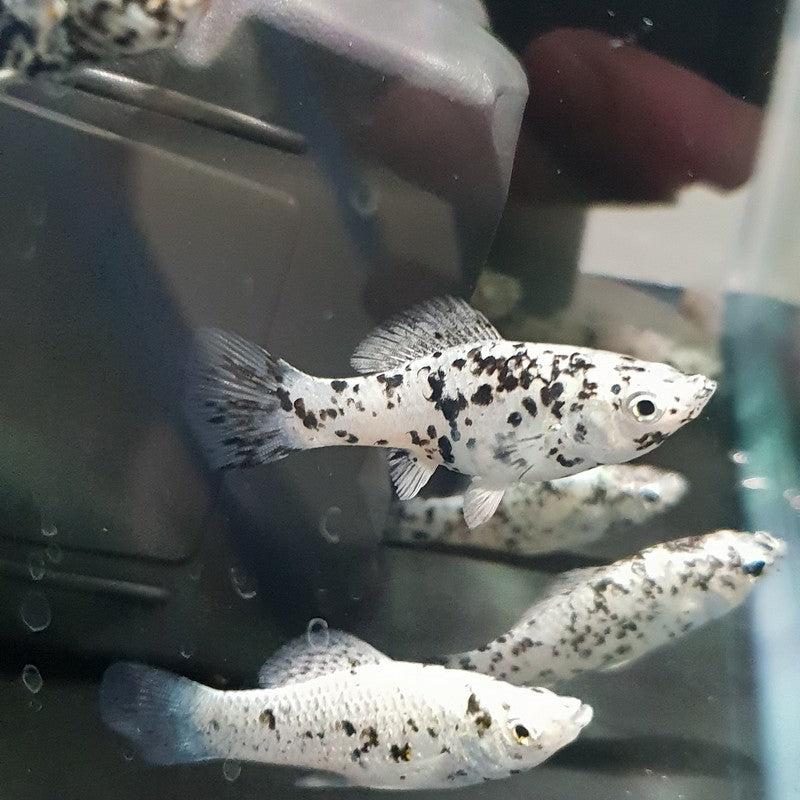 Dalmatian Molly 
