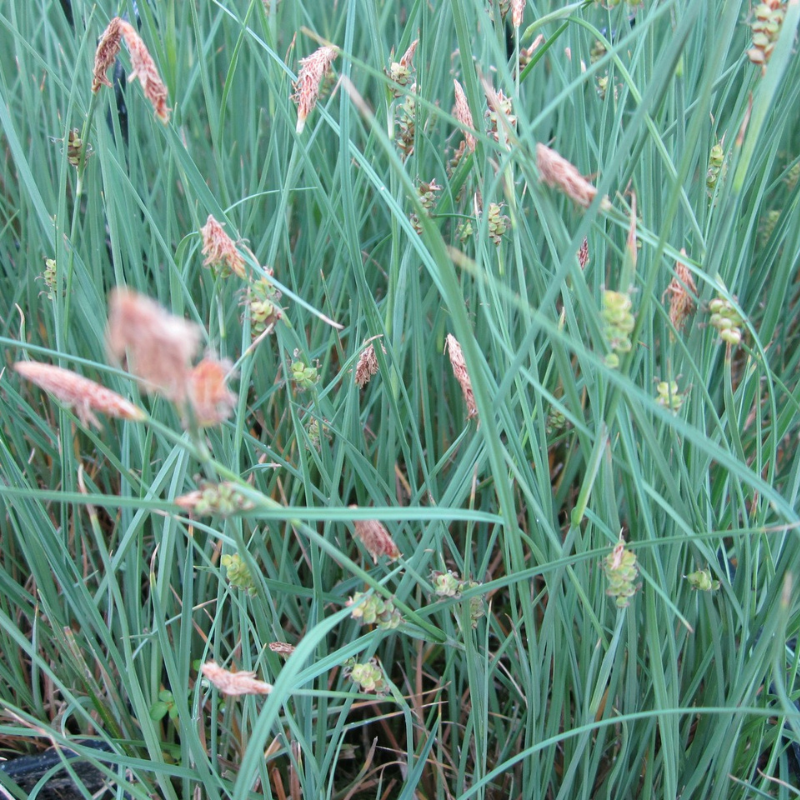 Winter Pond Plant Collection Bundle