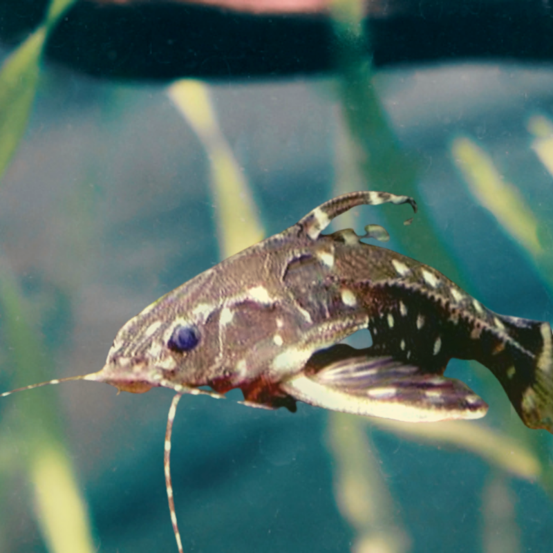 Raphael Spotted Dora Catfish Real Aquatics