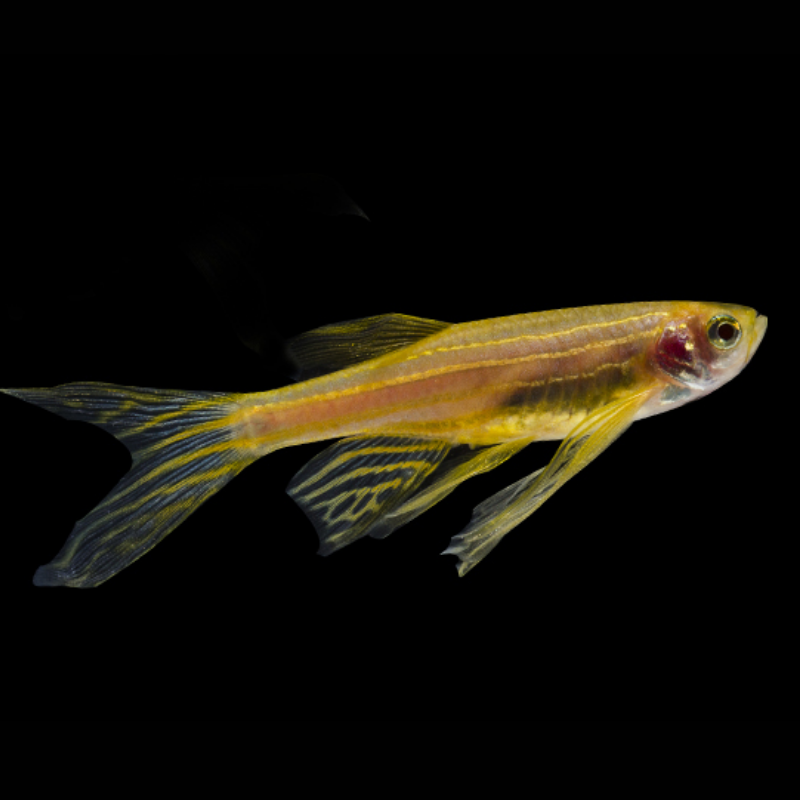 Long Fin Danio