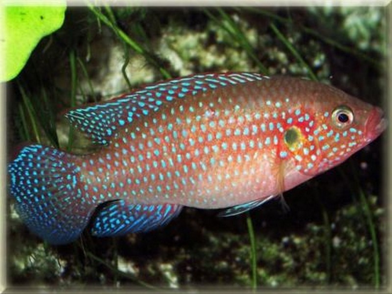 Jewel Cichlid