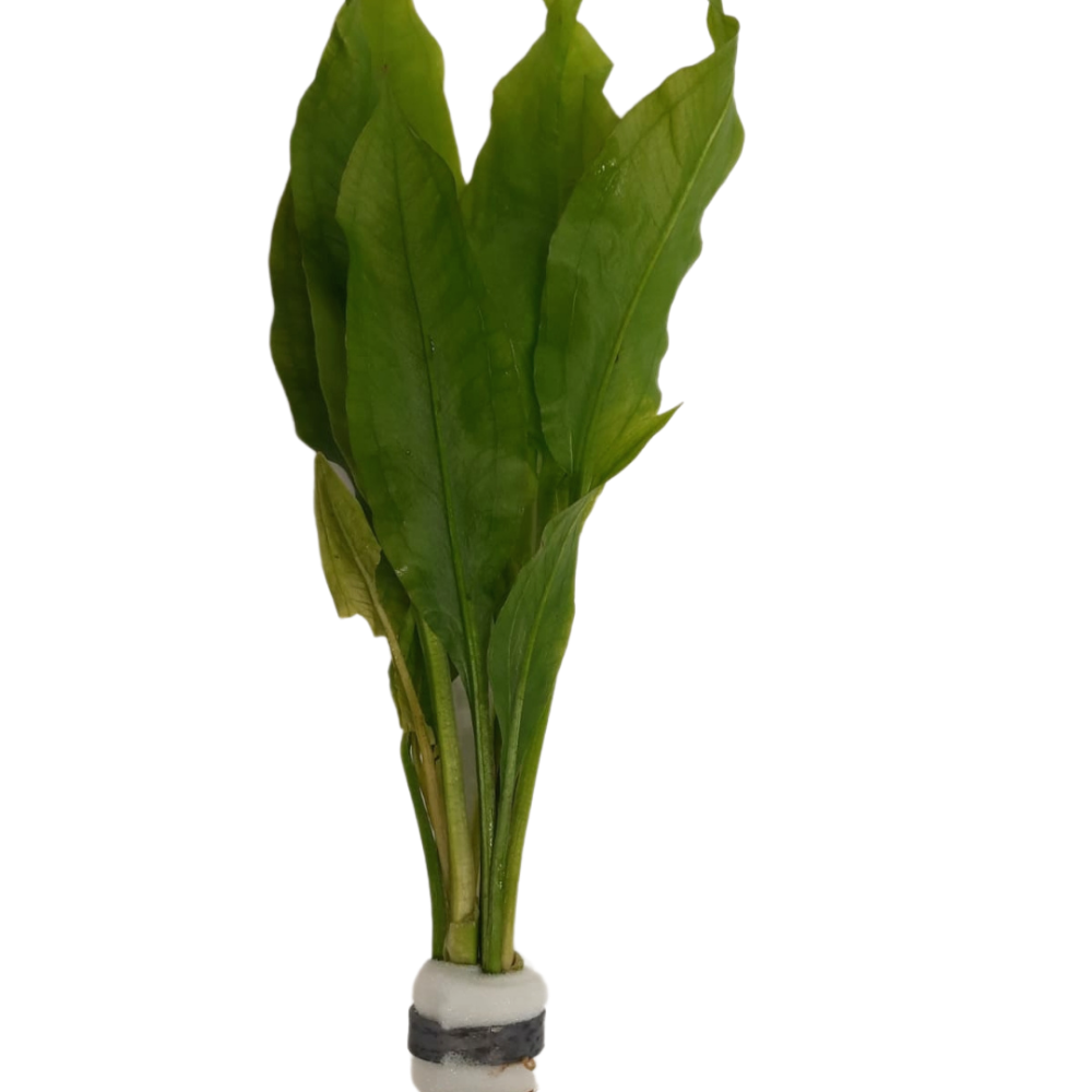 Amazon Sword Echinodorus Paniculatus Live Plant Bunched