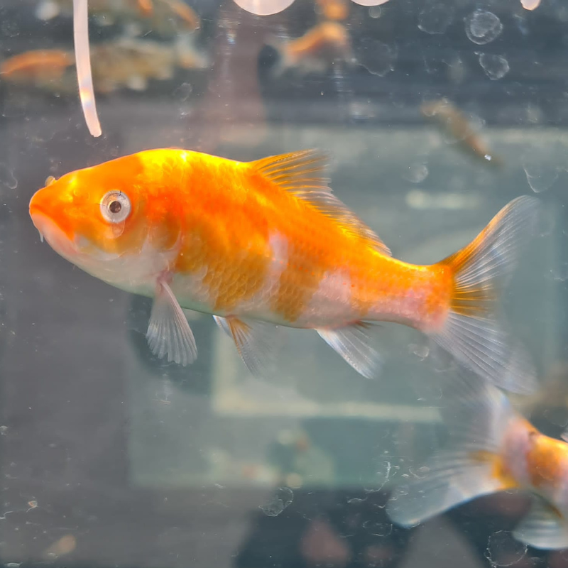 Metallic Hikari Koi Carp Assorted 2-3"