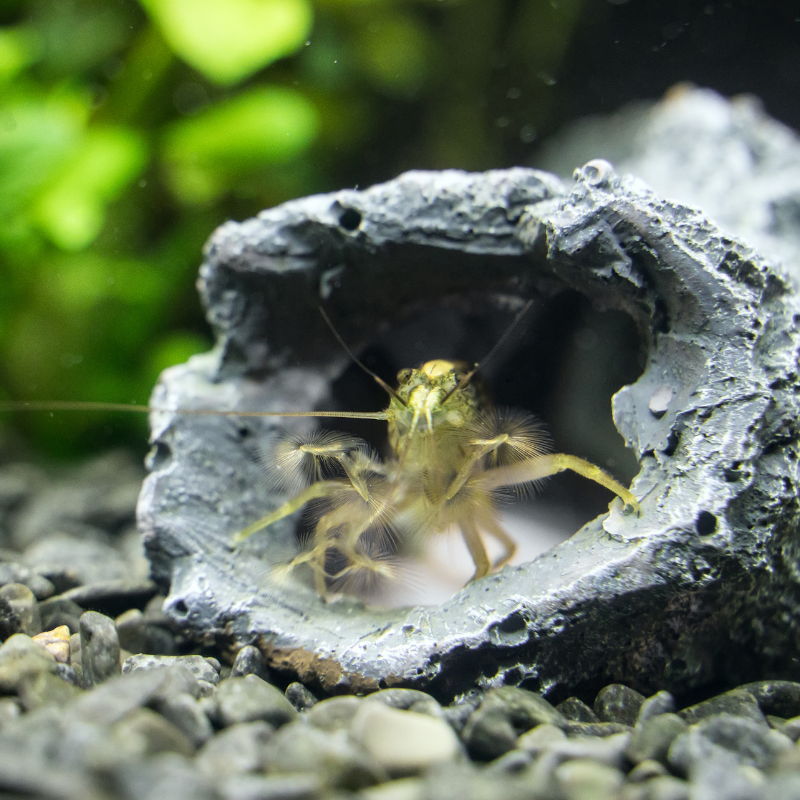 Cameroon Armoured Fan Shrimp