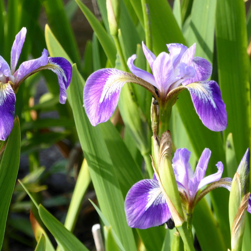 Iris Versicolor Blue Flag