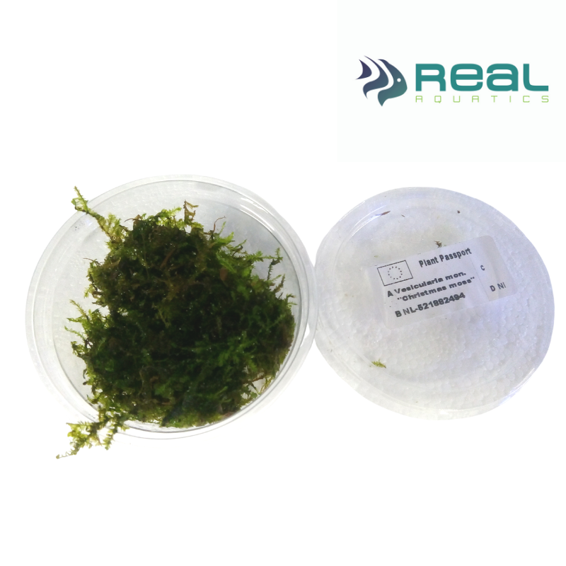 Vesicularia Montagnei 'Christmas' Moss