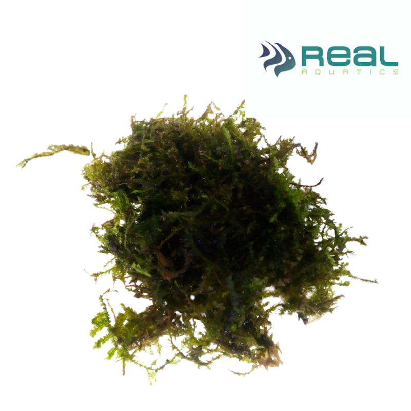 Vesicularia Montagnei 'Christmas' Moss