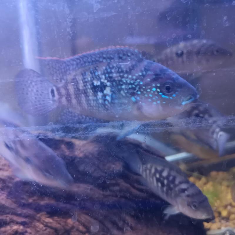 Jack Demspey Cichlid