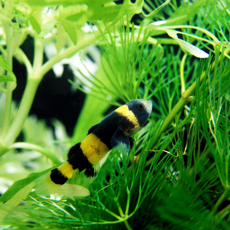 BumbleBee Goby Gobies