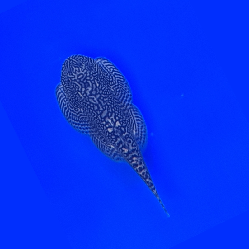 Butterfly Hillstream Loach