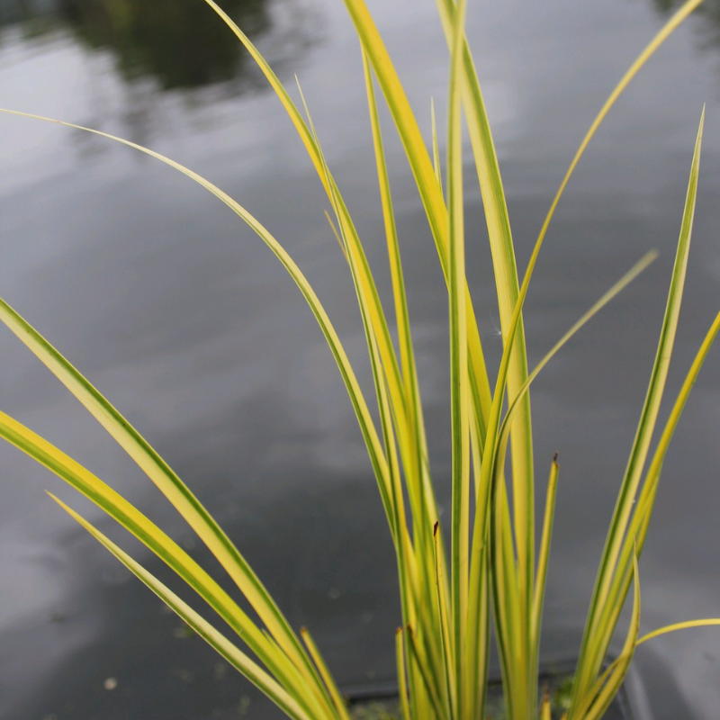 Acorus Gramineus Ogon Slender Sweet Flag