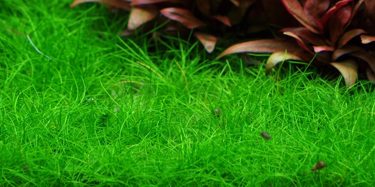 Tropica In Vitro 1-2-grow! Eleocharis acicularis 'Mini'