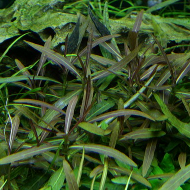 Tropica In-Vitro 1-2-Grow! Hygrophila Lancea 'Araguaia'