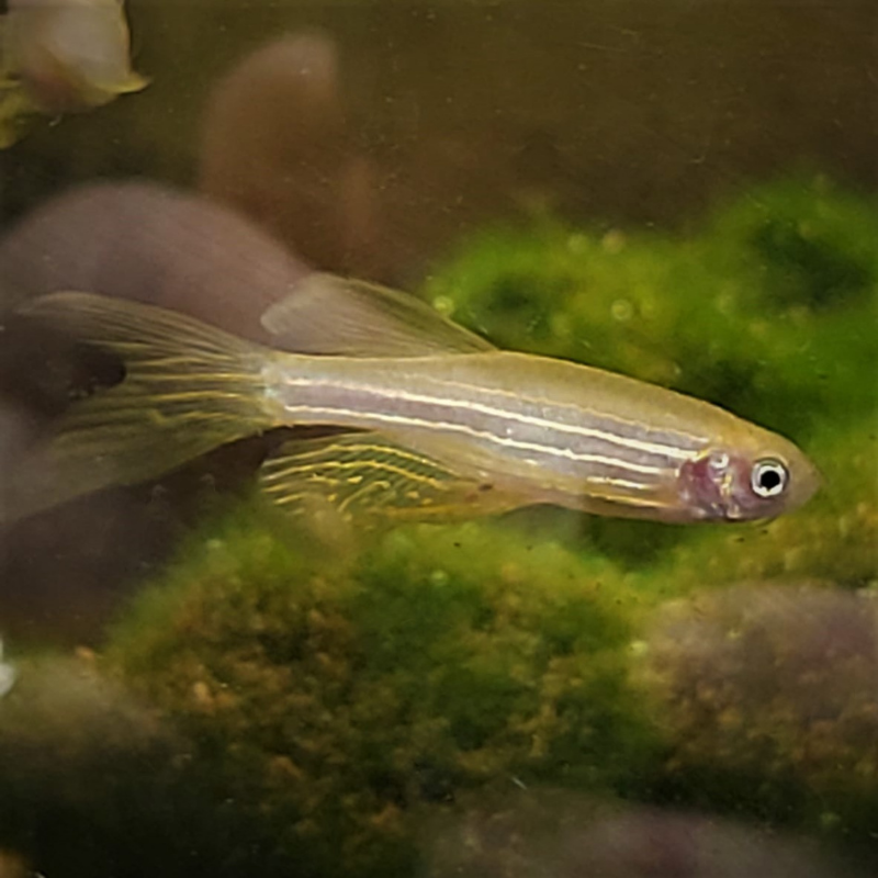 Long Fin Danio