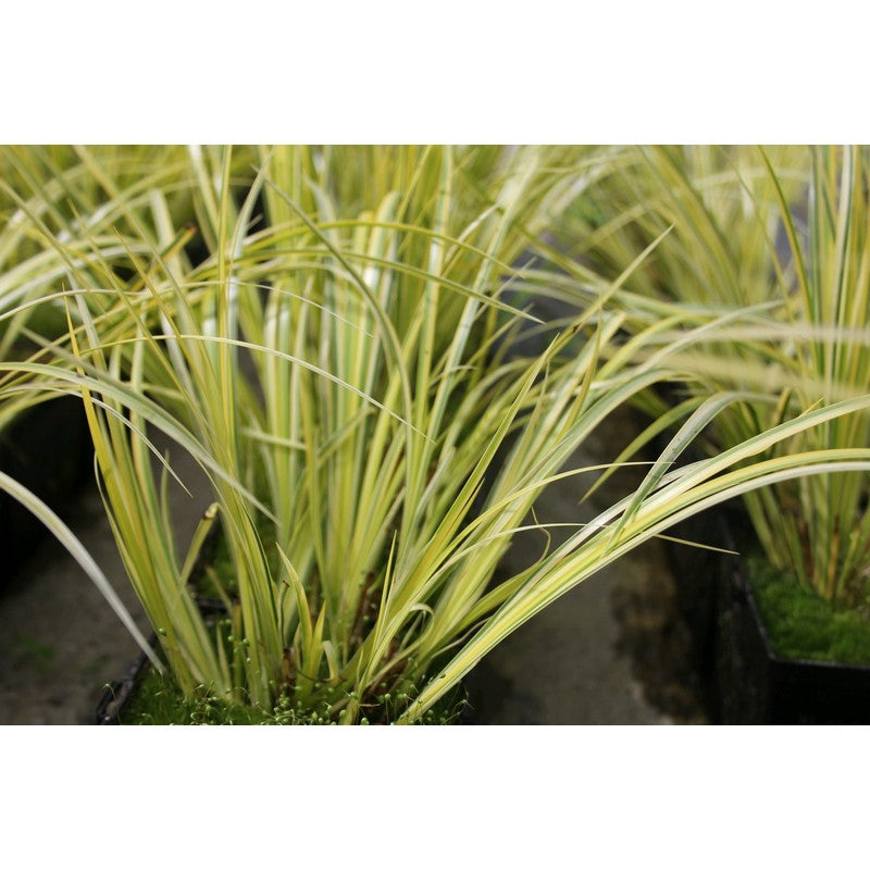 Acorus Gramineus Ogon - Sweet Flag Live Plant