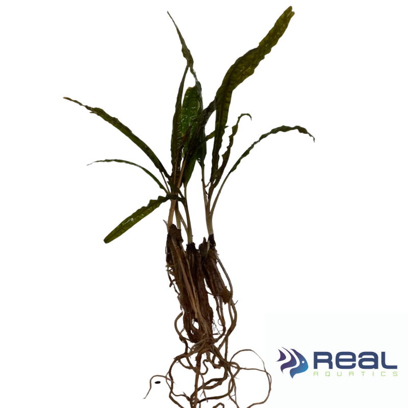 Cryptocoryne Balansae Live Plant Bunched